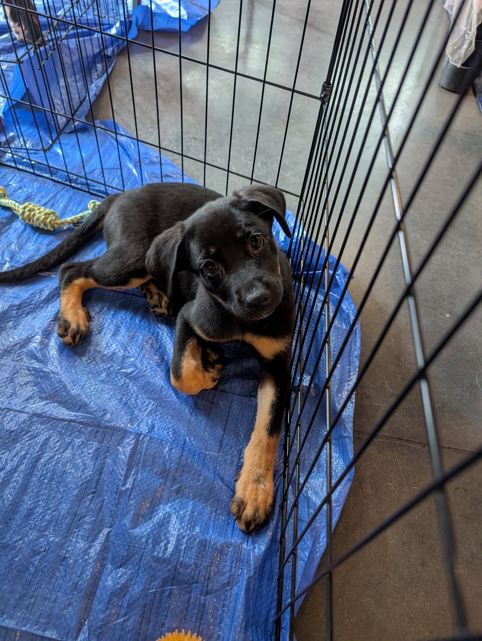 adoptable Dog in Holly Springs, NC named Rylie