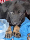 Albie
