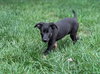 Albie
