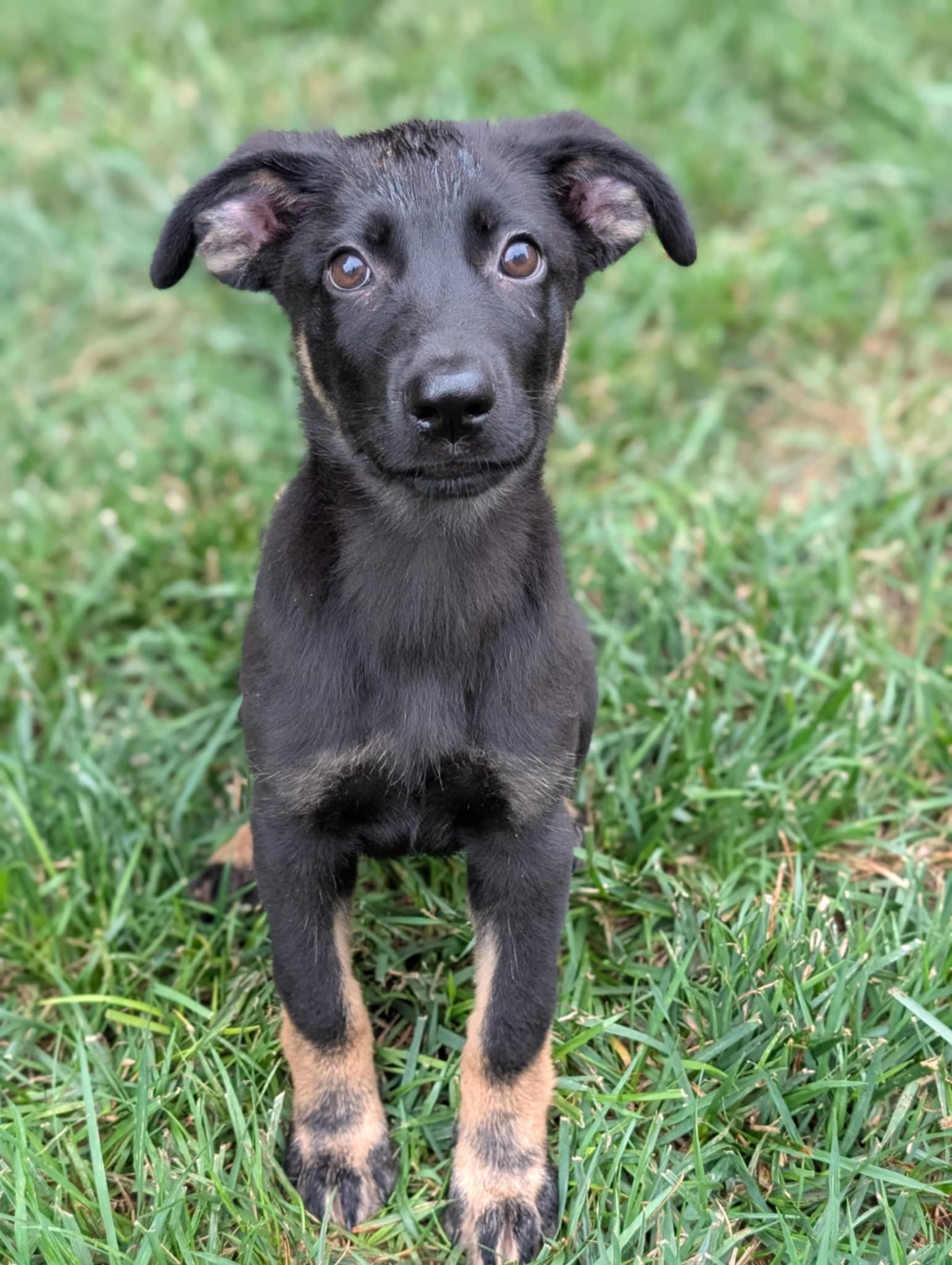 adoptable Dog in Holly Springs, NC named Albie