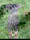 adoptable Dog in holly springs, NC named Albie