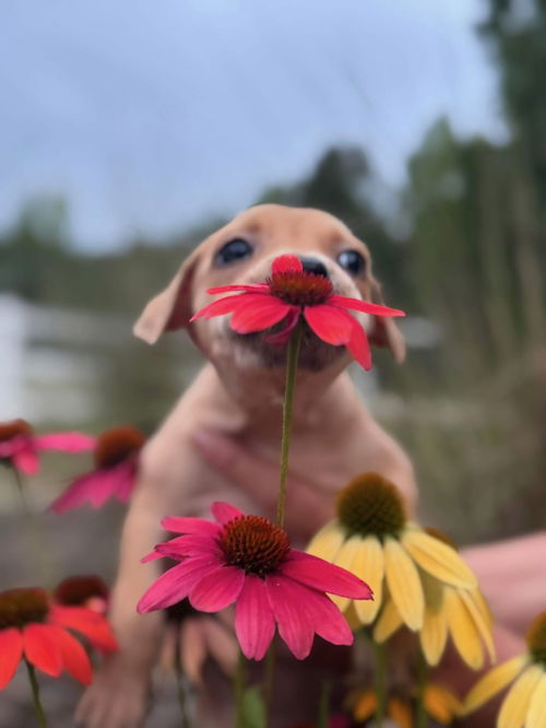 animal-image
