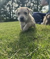 Toast (Tina's Litter)