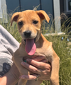 adoptable Dog in  named Toast (Tina