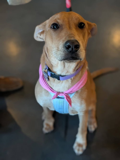 TOAST (TINA'S LITTER) - Labrador Retriever / Terrier available for adoption