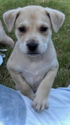 Pinky Pie (Tina's Litter)