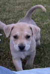 Pinky Pie (Tina's Litter)