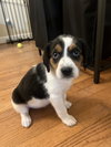 Daisy