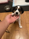 Daisy