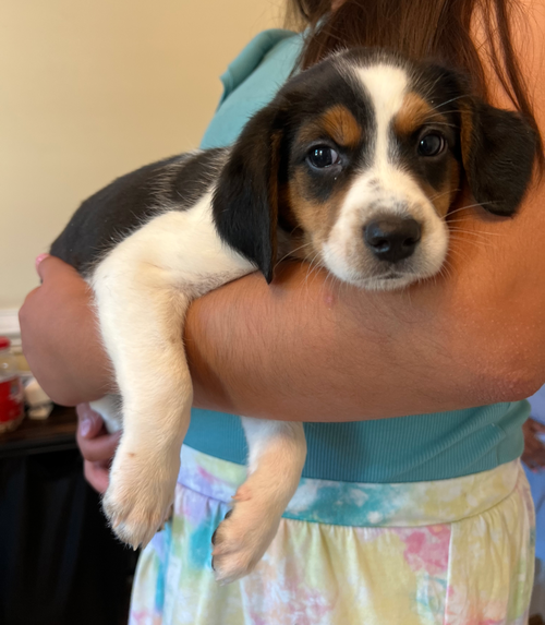 Daisy
