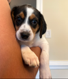 Daisy