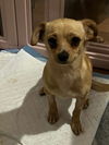 adoptable Dog in  named Obi