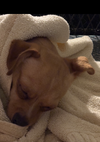 Obi