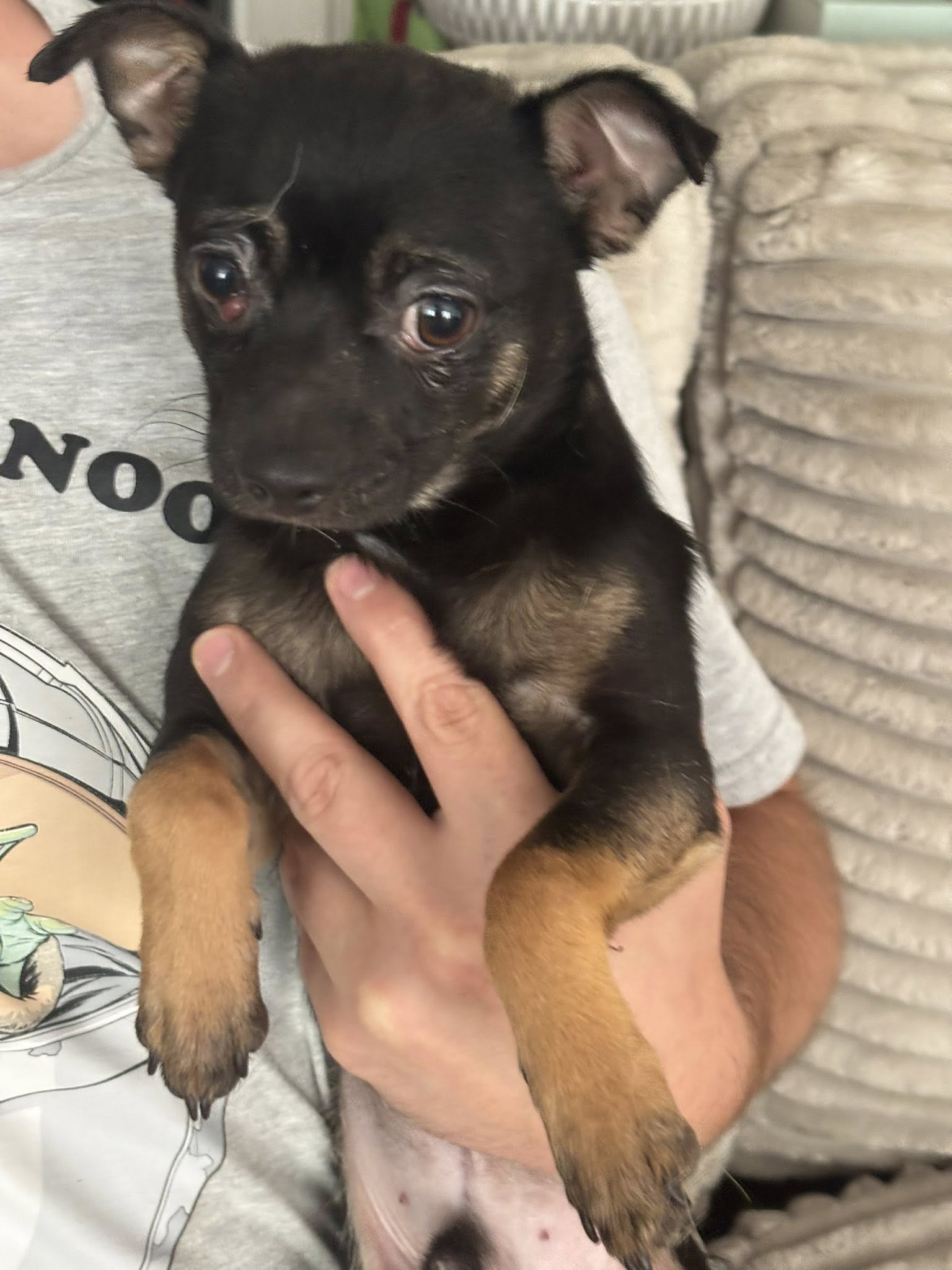 adoptable Dog in Holly Springs, NC named Max