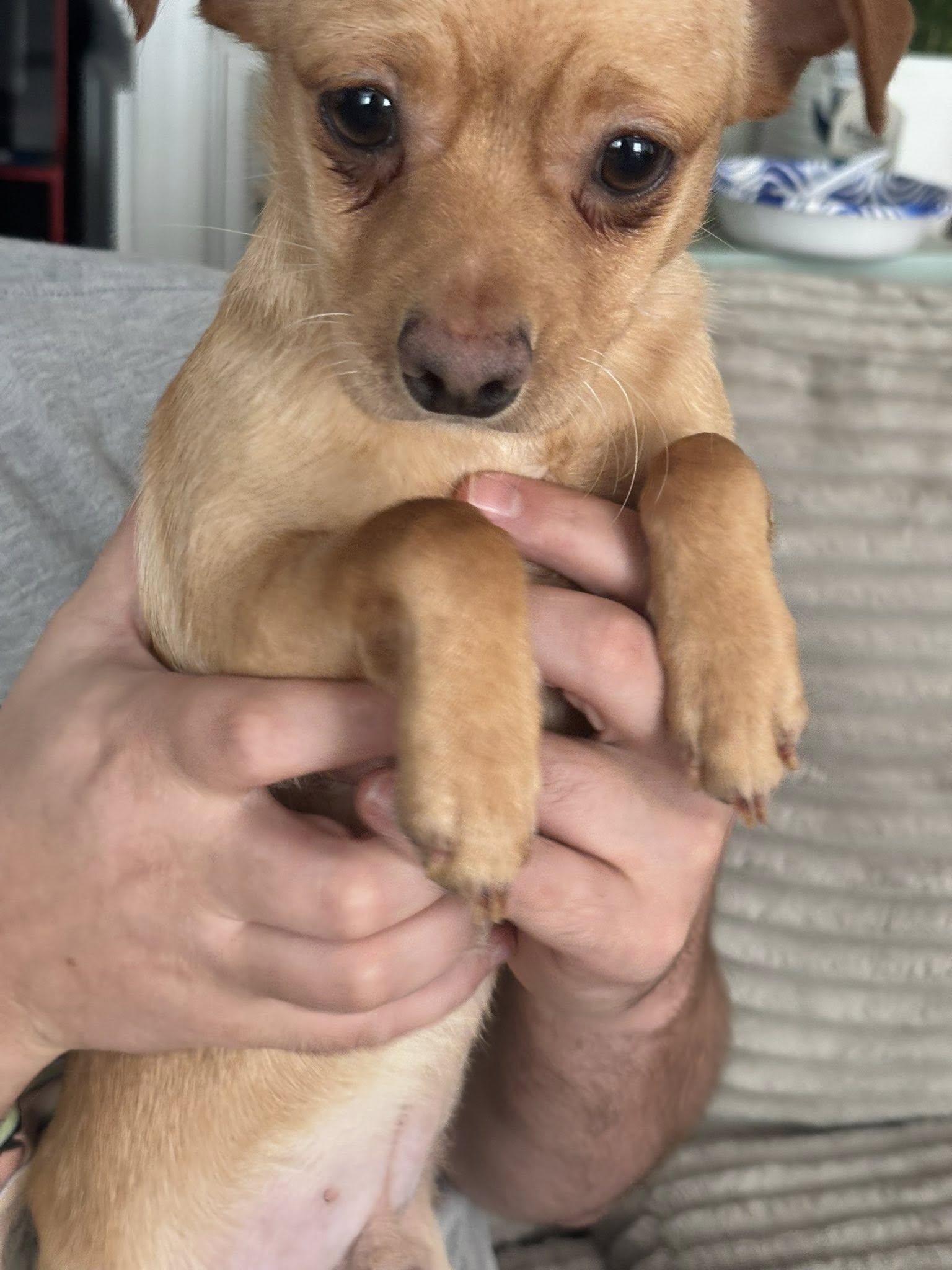 adoptable Dog in Holly Springs, NC named Doc