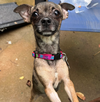 adoptable Dog in Holly Springs, NC named Cici