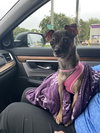 Cici