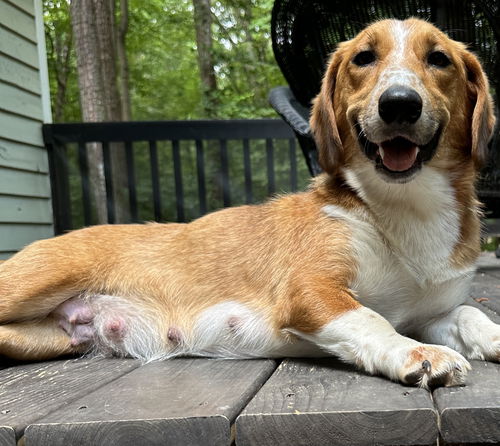 Daisy Doolittle