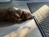 Daisy Doolittle
