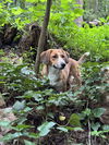 adoptable Dog in Holly Springs, NC named Daisy Doolittle