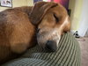 Daisy Doolittle
