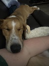 Daisy Doolittle