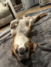 Daisy Doolittle