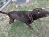 Roxy (Courtesy)