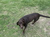 Roxy (Courtesy)