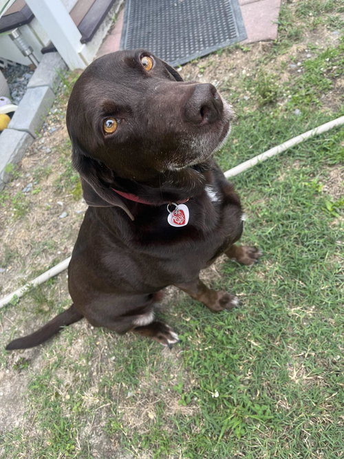 Roxy (Courtesy)
