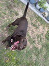 Roxy (Courtesy)