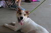 adoptable Dog in  named Castillo