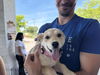 adoptable Dog in  named Devora