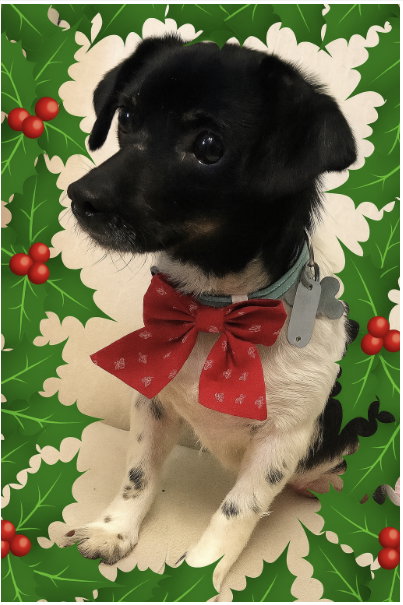 Holly