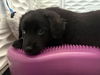 adoptable Dog in  named Hamish