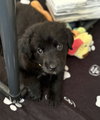 Hamish