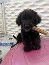 Hamish