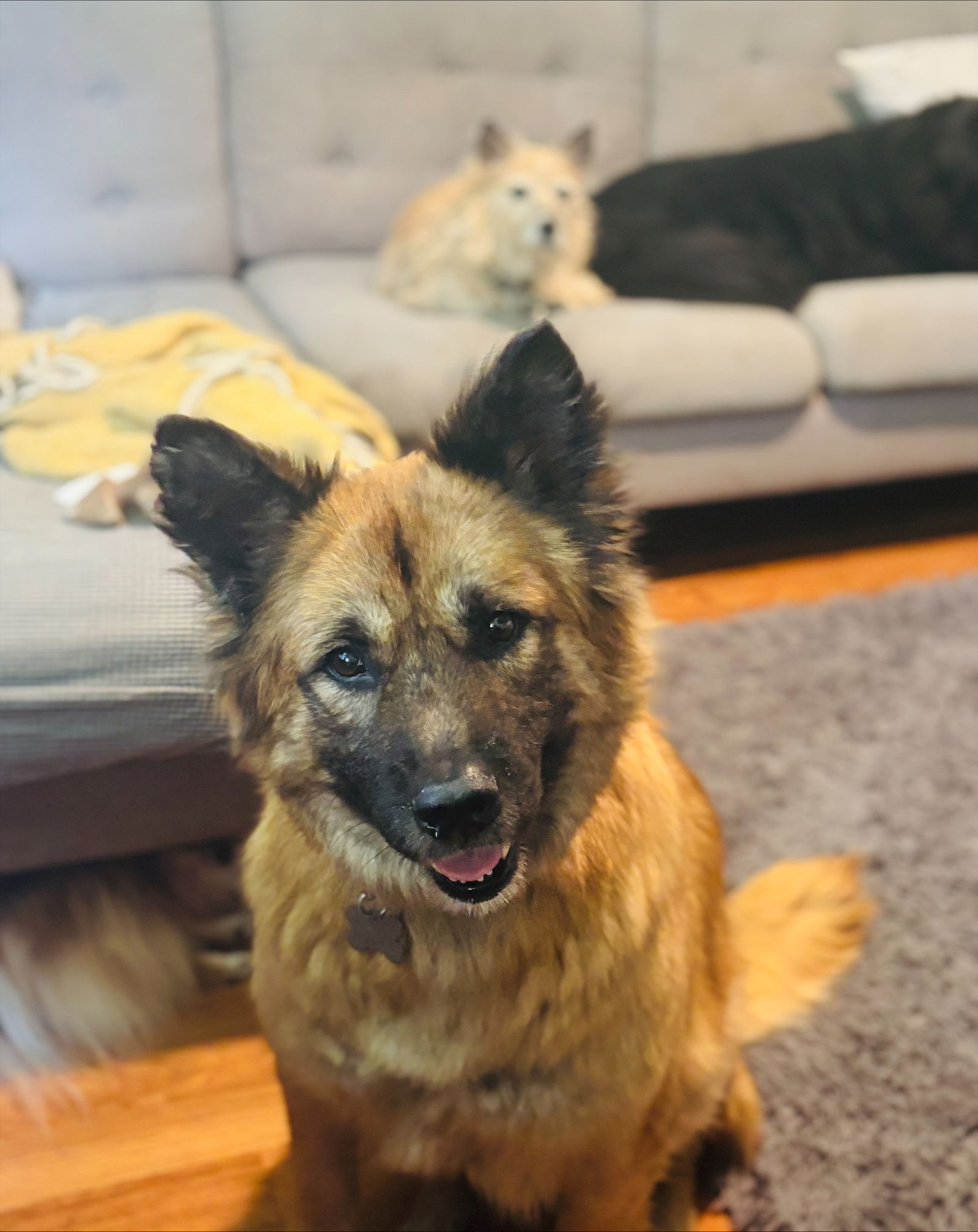 adoptable Dog in Holly Springs, NC named Olive