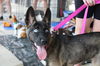 adoptable Dog in  named Duckie