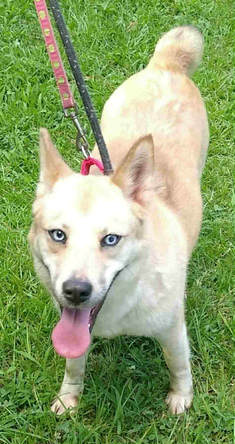 adoptable Dog in Holly Springs, NC named Katie