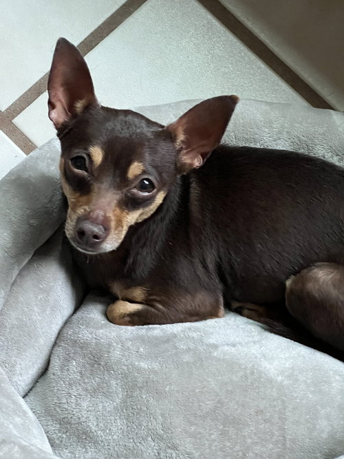 Coco