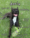 adoptable Dog in  named Darla