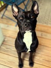 Darla