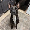 Darla