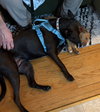 Darla - Photo 4