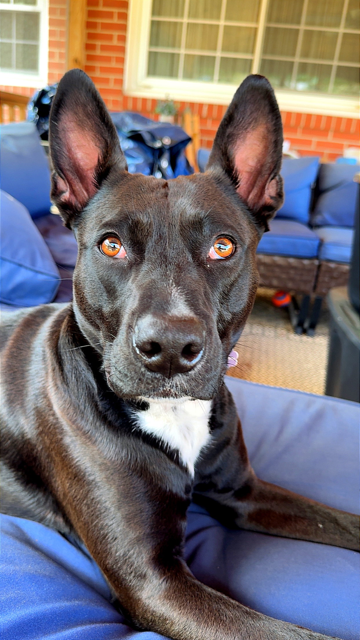 Darla Image
