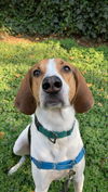 adoptable Dog in  named Rudy (courtesy)