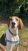 Rudy (courtesy)
