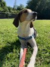 Rudy (courtesy)