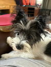 adoptable Dog in holly springs, NC named Abu